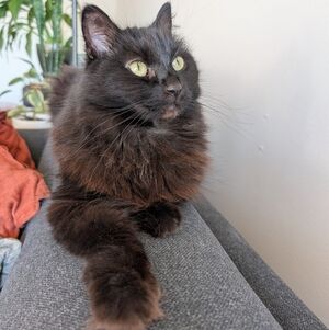 Meet your Posher, Alyssa